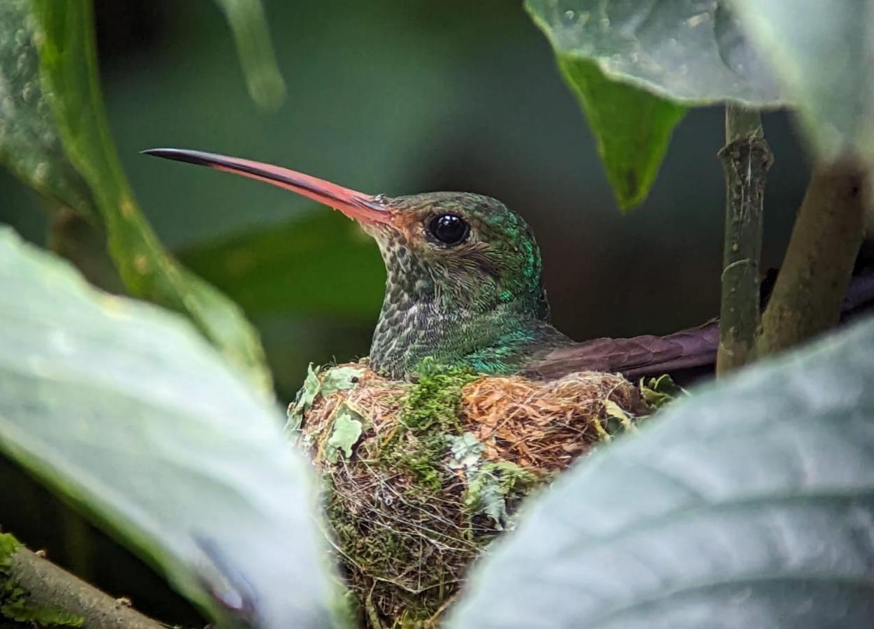 Sendero De Las Aves Mindo Exterior photo