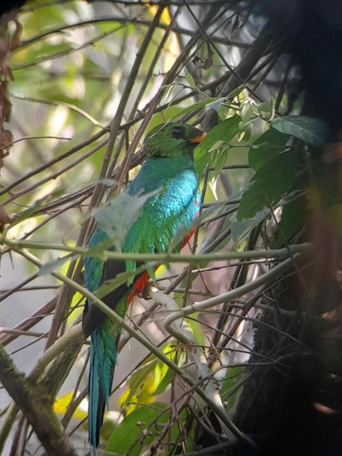 Sendero De Las Aves Mindo Exterior photo