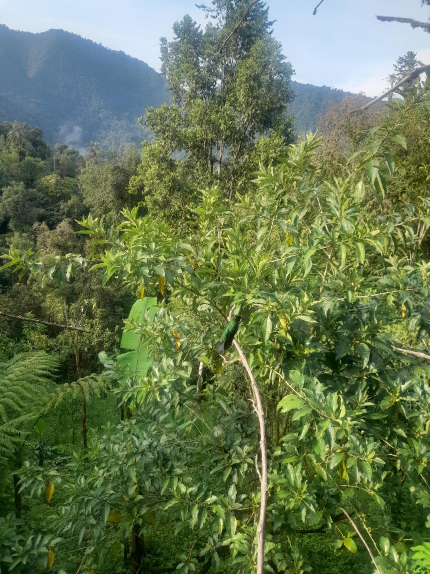 Sendero De Las Aves Mindo Exterior photo